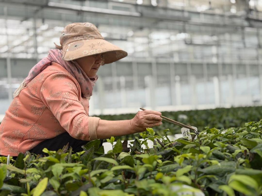 为“9成茶叶检出农药”急着戒绿茶?先把这三笔账算清