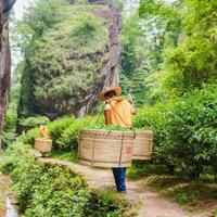 瑞泉“全系涨价”传闻卡在双11前夜:这碗岩茶“第一课”的单泡成本,先捋清再囤