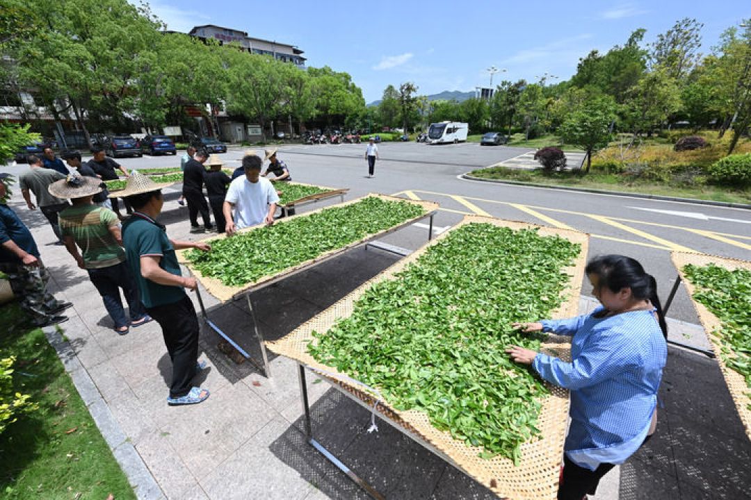 瑞泉“全系涨价”传闻卡在双11前夜:这碗岩茶“第一课”的单泡成本,先捋清再囤