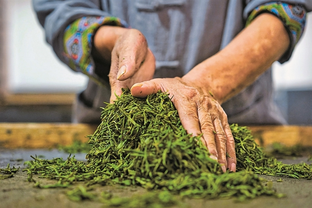 绿茶越来越不香了？豆香栗香是在哪一步丢的