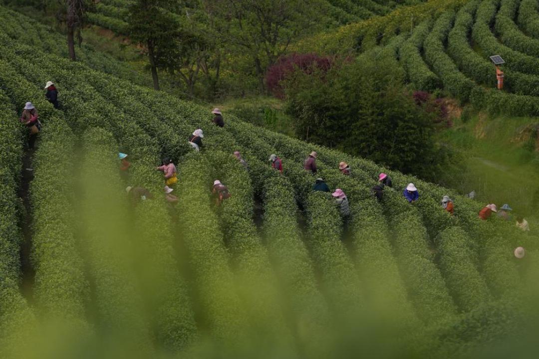 绿茶越来越不香了？豆香栗香是在哪一步丢的