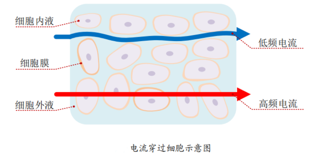 体脂秤说内脏脂肪8级?40岁兄弟,那是拿你腿的电阻猜的