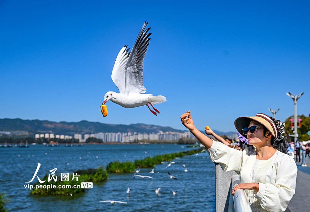 第一批海鸥已落昆明:钓蚯蚓、抢面包,“鸥师傅”真不是段子