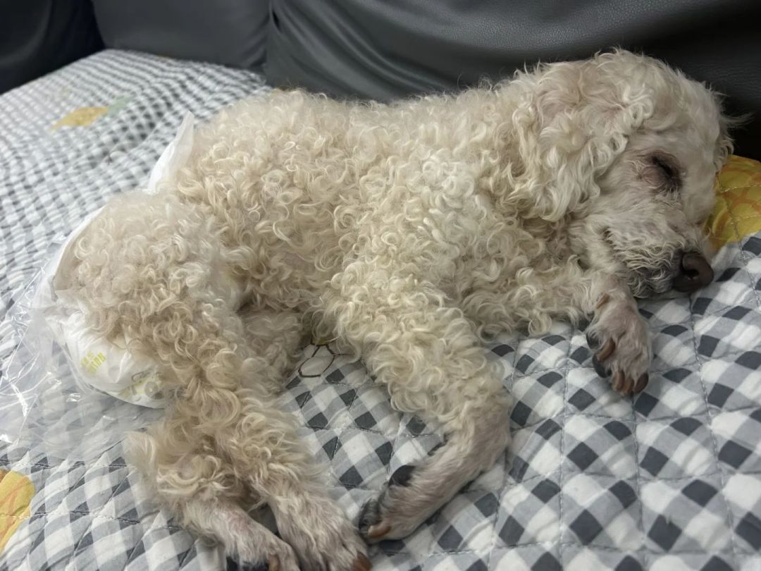 老年犬猫晚上乱叫？4款神经养护补充剂对比帮你选