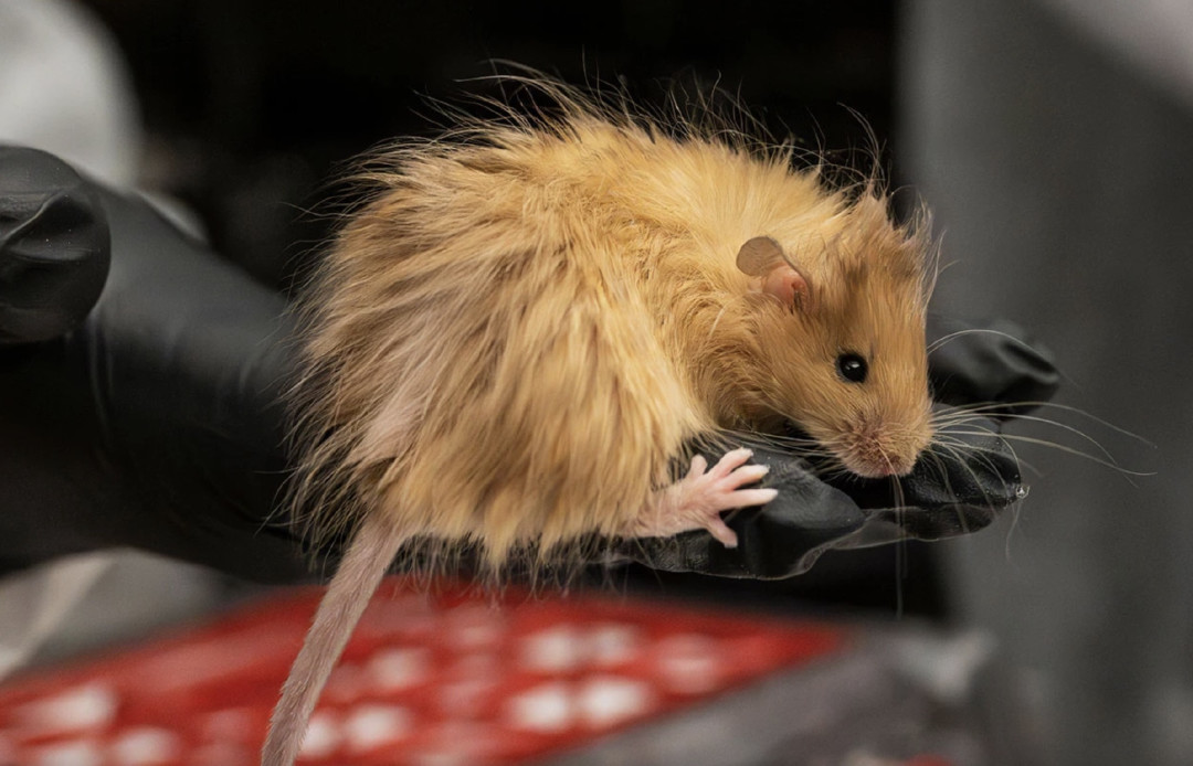 复活猛犸象:毛已经长在老鼠身上,狼已经出生,象呢?