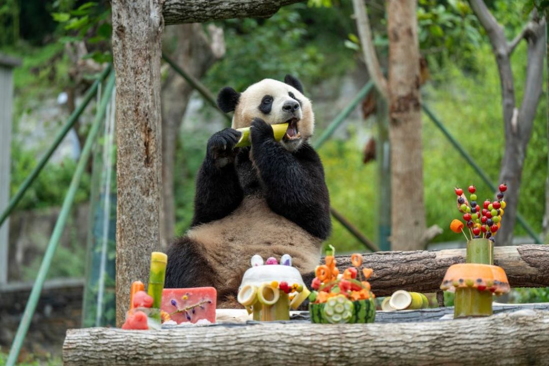 花花排20分钟还是2小时?我把熊猫基地这两周15条实时播报排完了:冬天看猫只认一个规律