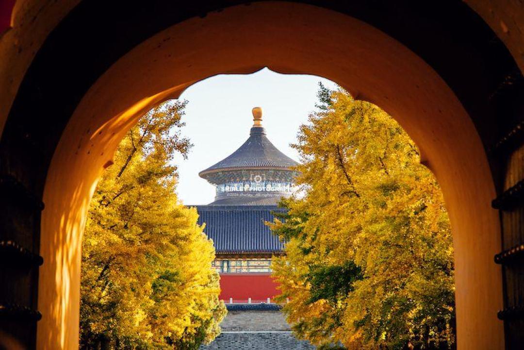 银杏季拍张照的三本账：地坛摊主70元4张、陪拍50元一小时、套餐实付844元——换算成每张成片单价，贵贱当场掉个个