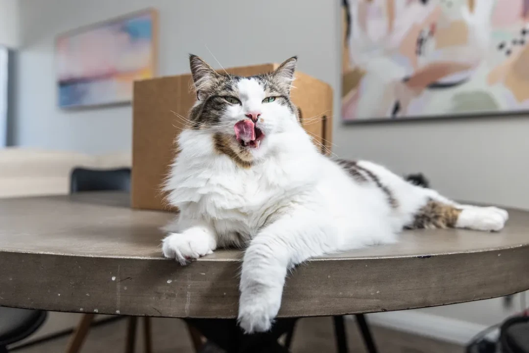 猫吃爱肯拿就软便,别急着怪高蛋白