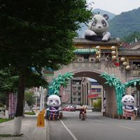 我数完2026年11起"偶遇野生大熊猫"：想追野生滚滚，先看懂概率、红线和佛坪