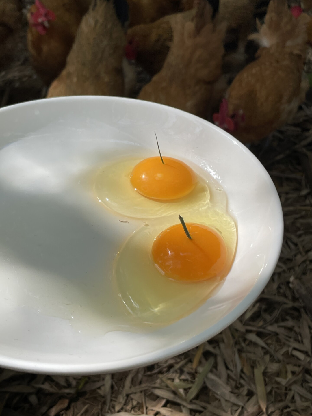 蛋黄越黄越营养?王海和黄天鹅吵了半年多,答案藏在鸡饲料里