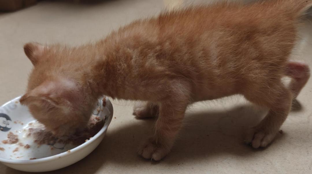 你家猫掏零食用哪只爪？78%的猫有惯用爪，网传数字都跑偏了