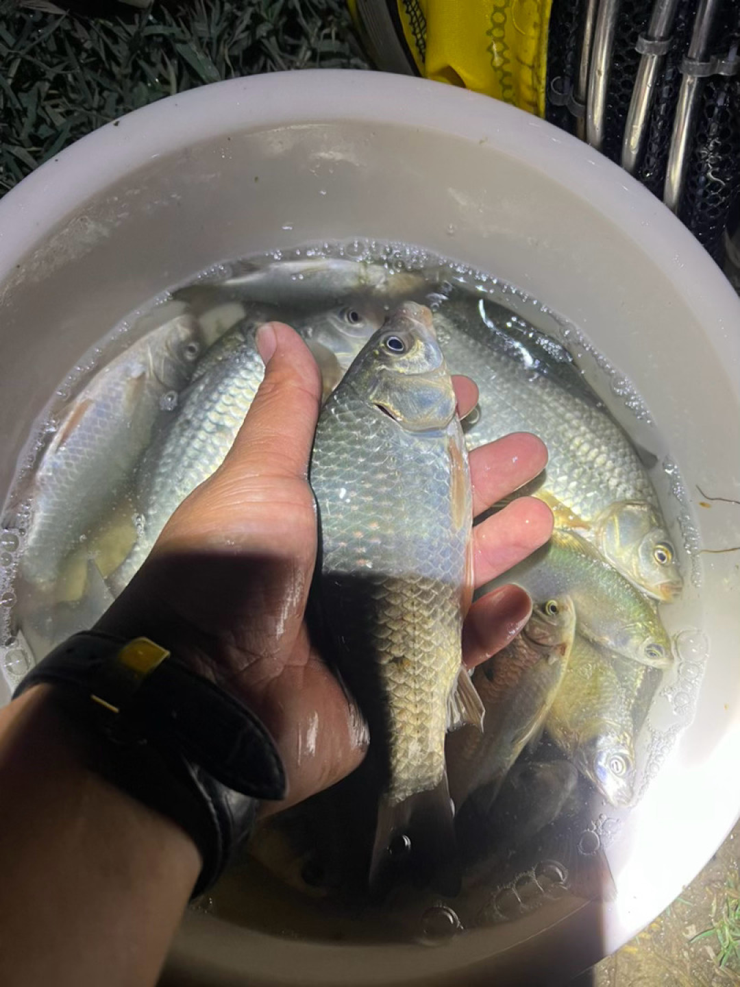 明起两路冷空气南下,台钓口情被重排:先抢降温前24小时疯口窗口,双11囤货也得换打法
