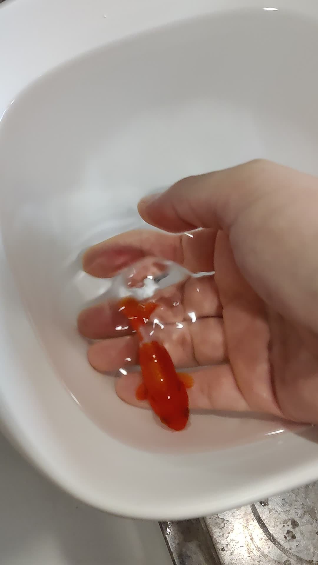 网购的鱼要过水吗?一眼袋子水就定了