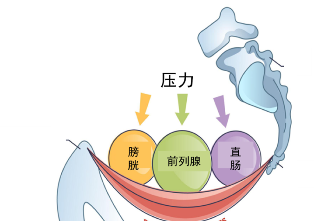男生也有盆底肌!别急着练凯格尔,先分清你是