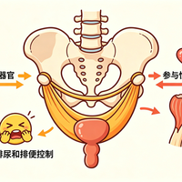男生也有盆底肌！别急着练凯格尔，先分清你是"松"还是"紧"