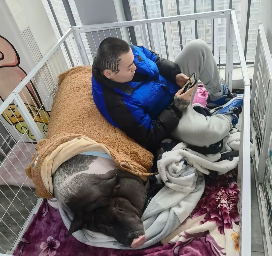 谢帝的猪叫“志祥”,罗志祥本人来了