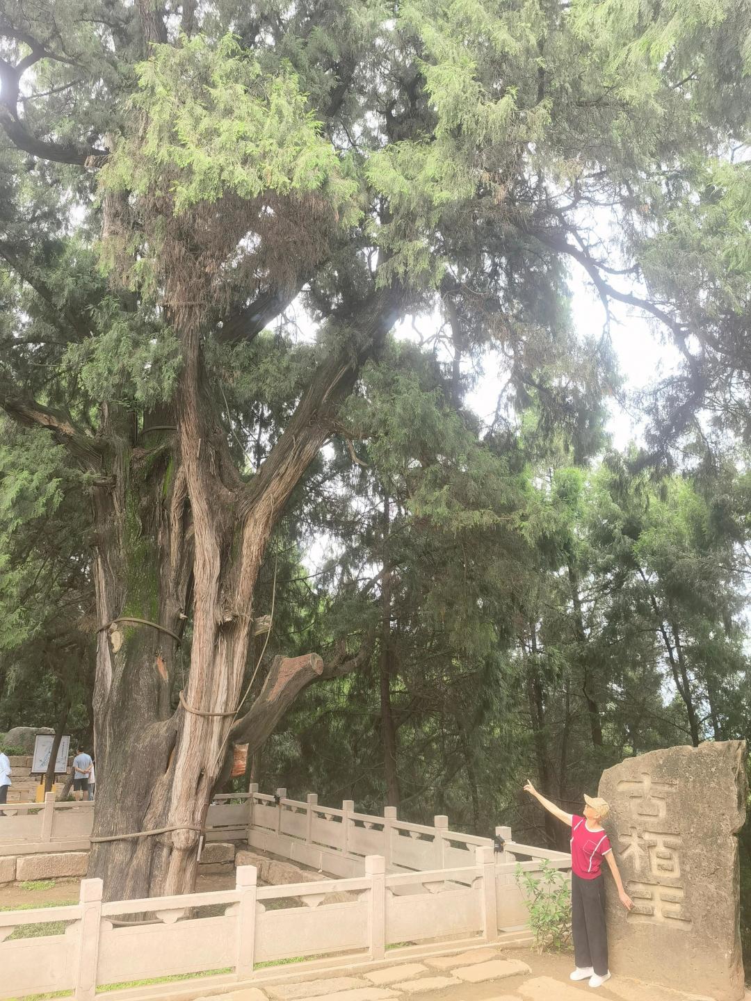 唐诡5开机带火剑门关：背诗免门票，剧迷同款路线1天走完