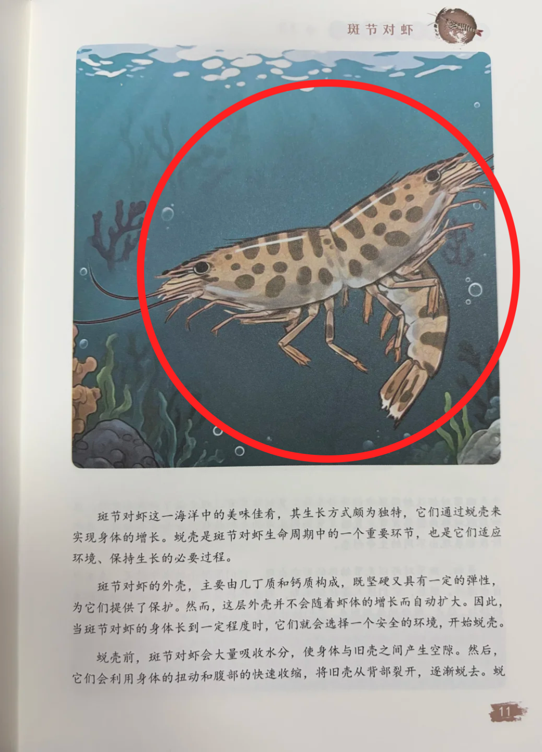 科普书封面爬出“双头虾”:双11给娃加购前,请先花2分钟看图