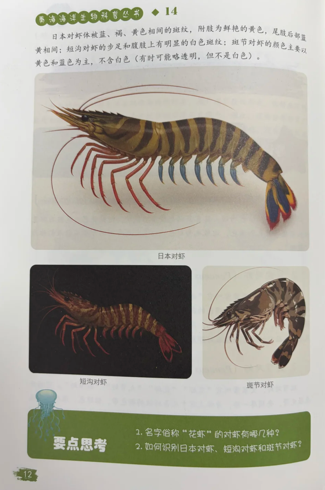 科普书封面爬出“双头虾”:双11给娃加购前,请先花2分钟看图