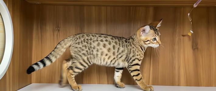 萨凡纳猫