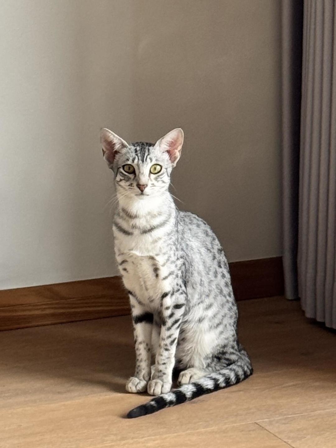 萨凡纳猫