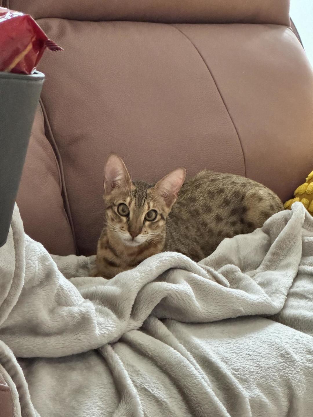 萨凡纳猫