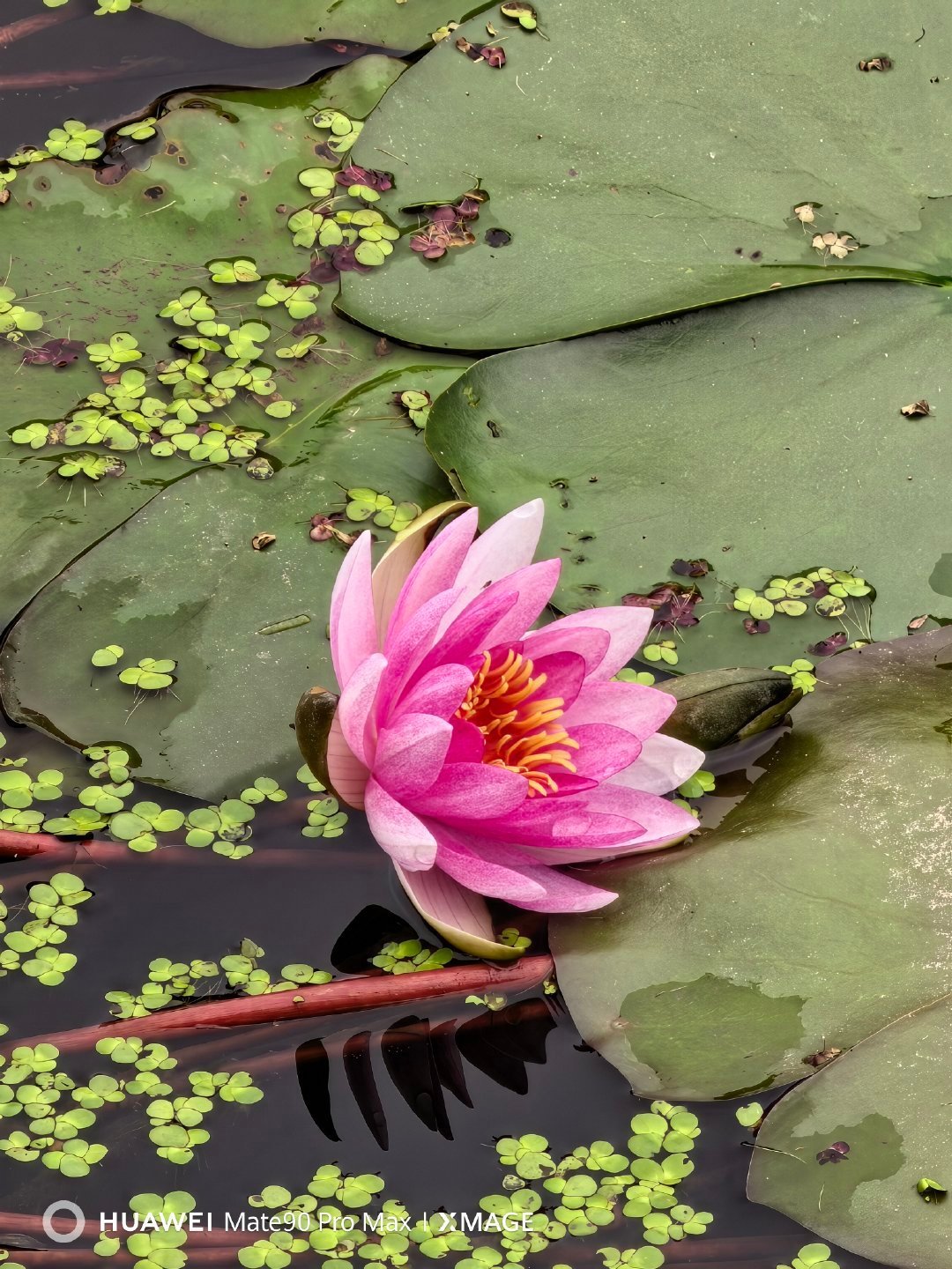 桂花季撞上双十一:你手机那档
