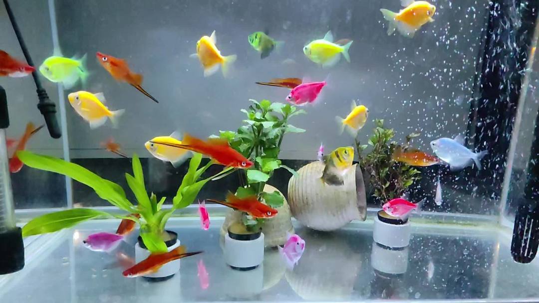 一换水就死鱼？观赏鱼怕的不是水脏，是水变得太突然
