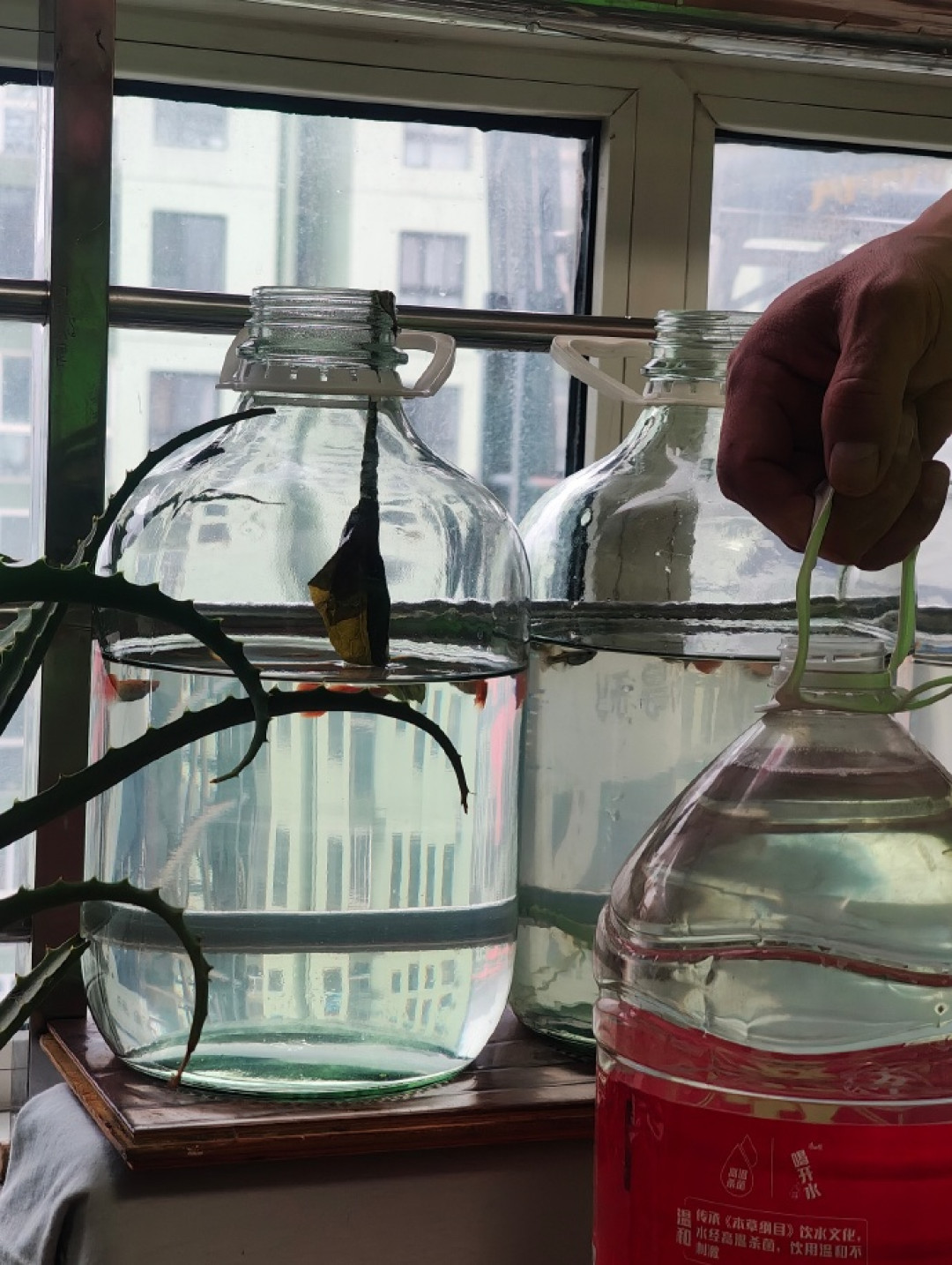 一换水就死鱼？观赏鱼怕的不是水脏，是水变得太突然