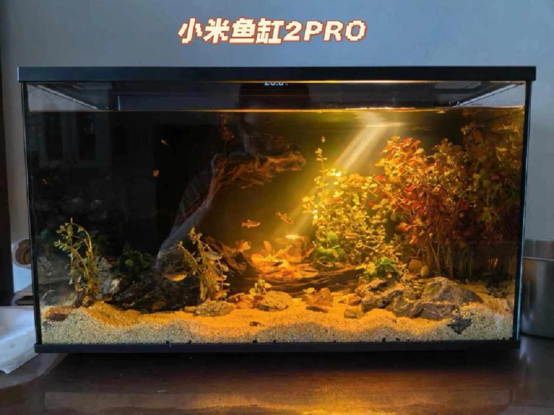 双十一“免换水”智能缸刷屏:我把种草文和机主返图对了一遍,翻车集中在4处