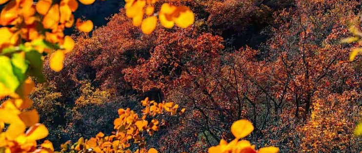 蛋白粉选购指南与实测