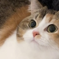我家猫吃麦富迪原生鲜肉猫粮实测，一身腱子肉结实得像个小板凳！