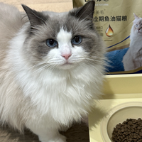 不爱吃鱼油的挑嘴猫换了麦富迪舒然猫粮试试怎么样