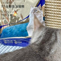 再也不用追着金渐层硬塞鱼油了！麦富迪舒然猫粮试吃体验