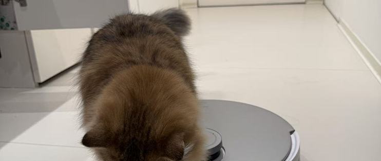 养猫家庭的猫砂盆边上，这台机器是最有用的时候