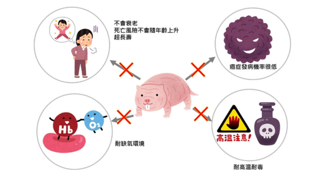 裸鼹鼠“不得癌不衰老”又火了,原实验测的其实是这几件事