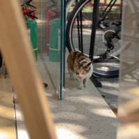 流浪猫也是要分运气的