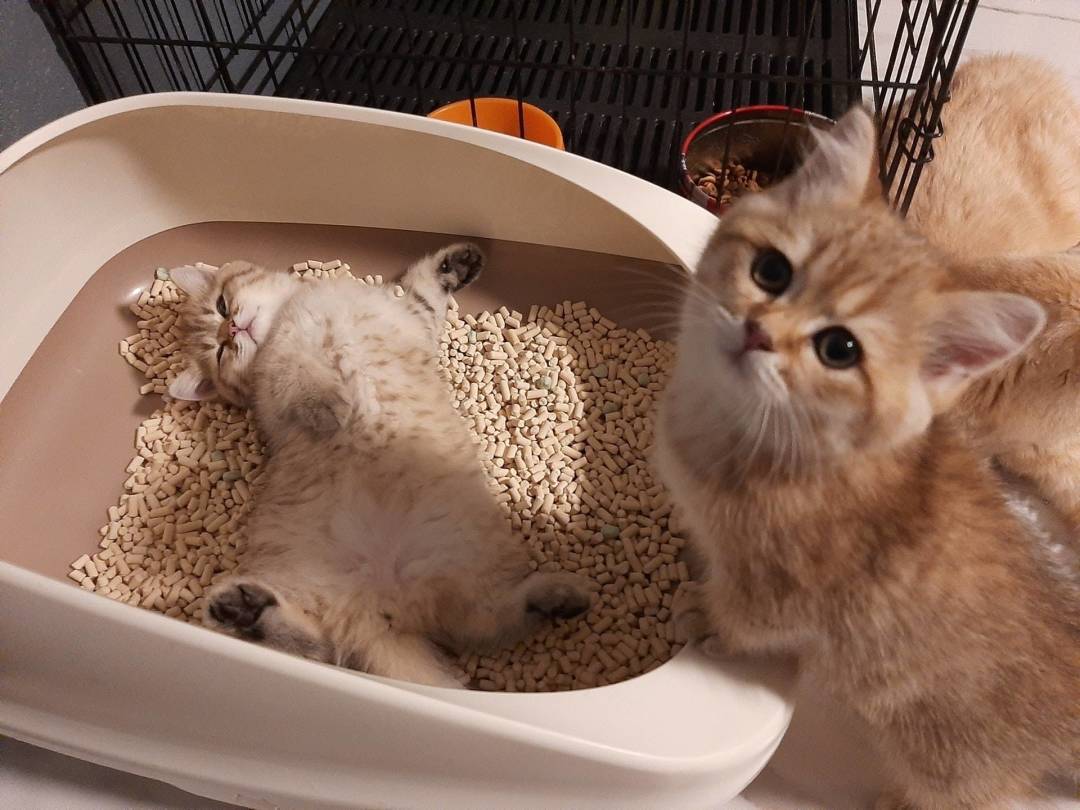 猫蹲在砂盆里半天,出来却什么都没有:别当便秘等,公猫尿闭24到48小时就能要命