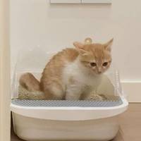 猫蹲在砂盆里半天，出来却什么都没有：别当便秘等，公猫尿闭24到48小时就能要命