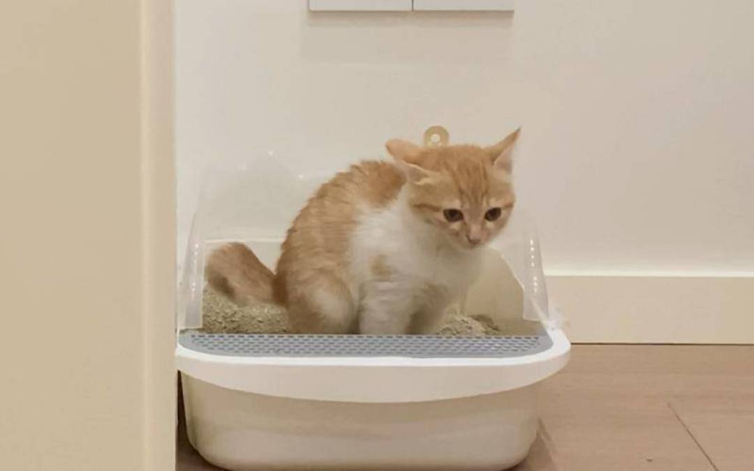 猫蹲在砂盆里半天,出来却什么都没有:别当便秘等,公猫尿闭24到48小时就能要命