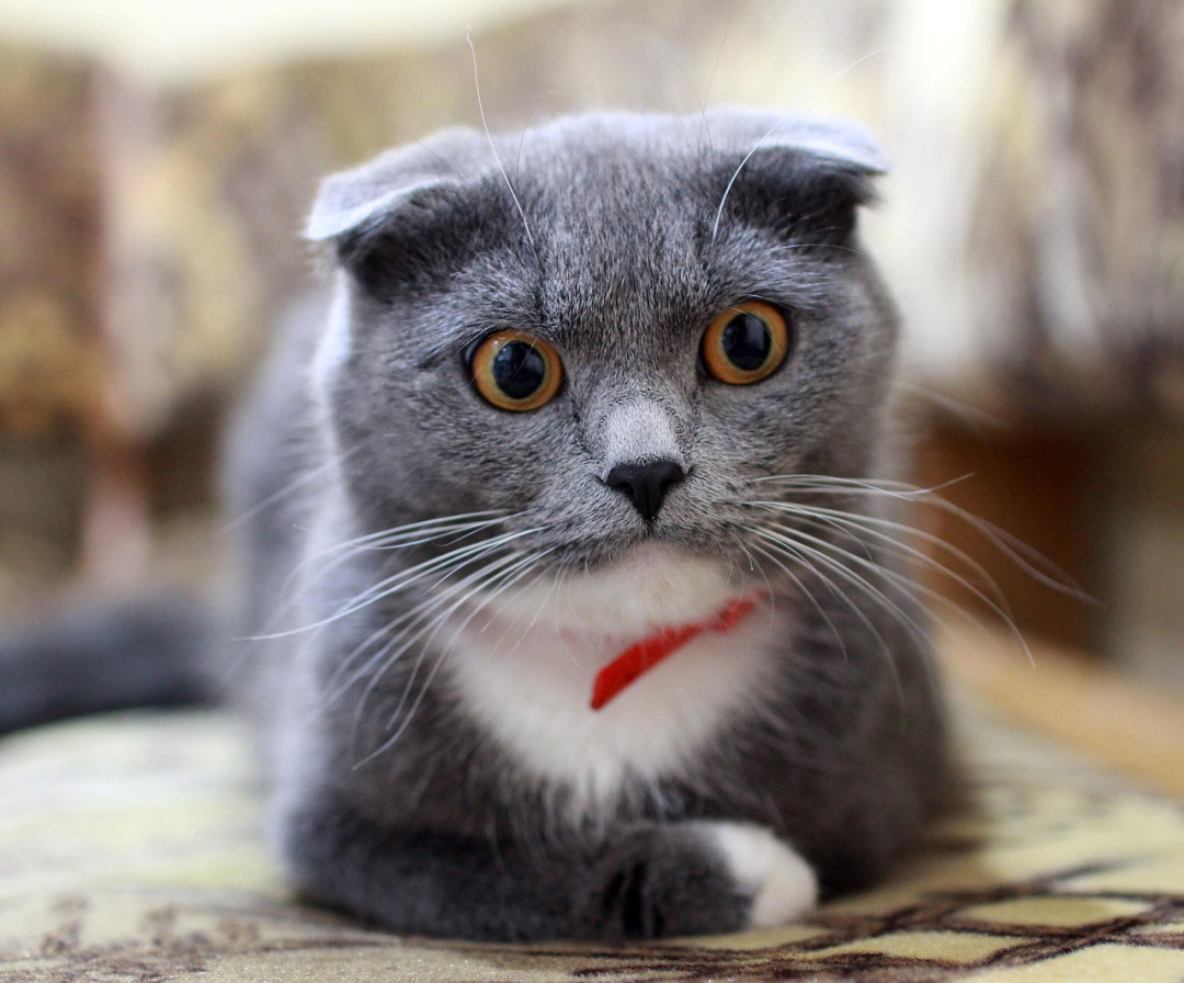 猫蹲在砂盆里半天,出来却什么都没有:别当便秘等,公猫尿闭24到48小时就能要命