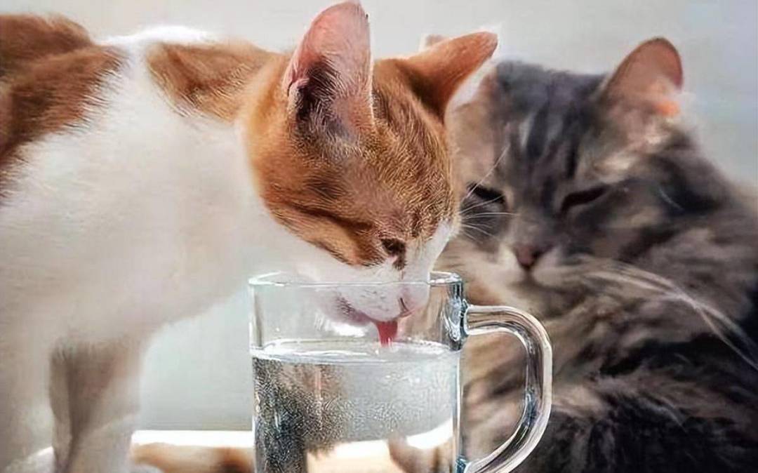 猫蹲在砂盆里半天,出来却什么都没有:别当便秘等,公猫尿闭24到48小时就能要命