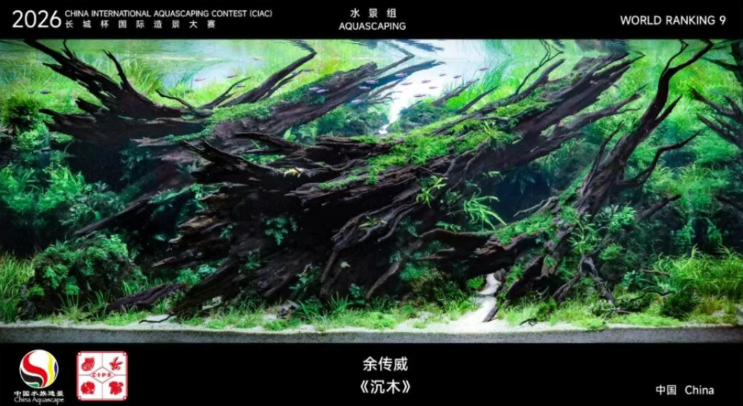 1354分的世界第一:冠军草缸,为什么不适合照搬