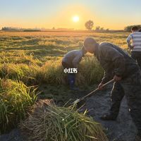 宁波日销700吨新米、五常大米遭DNA打假质疑 | 大米10.29日报
