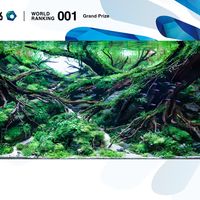 1,452件作品、78个国家：2026水草造景世界第一是个中国95后，这口缸却搬不回你家