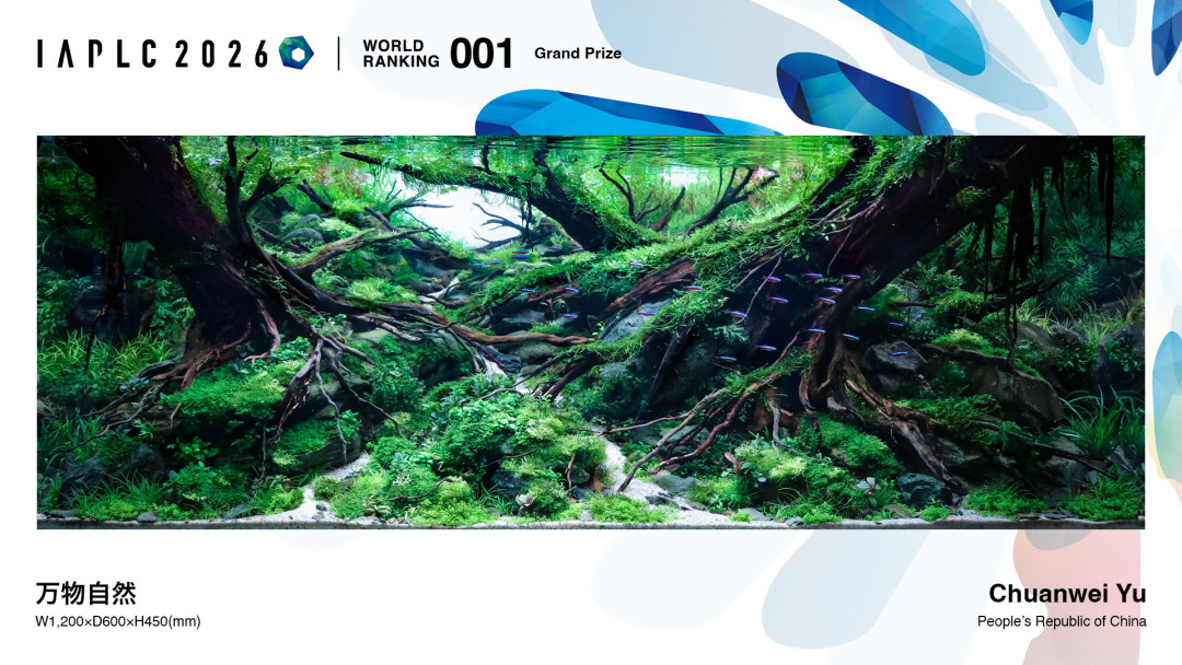 1,452件作品、78个国家：2026水草造景世界第一是个中国95后，这口缸却搬不回你家