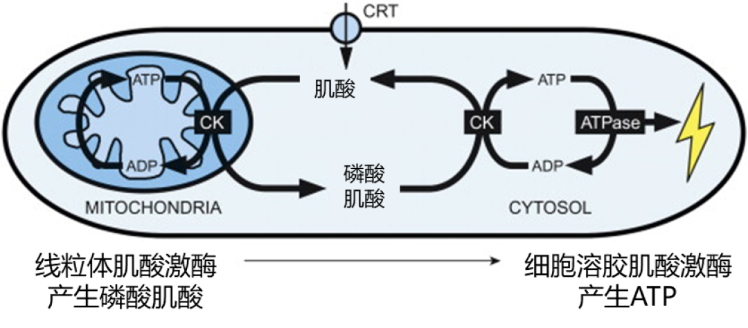喝肌酸一周，脸先“嘭”了：水是真的，剧本也是真的