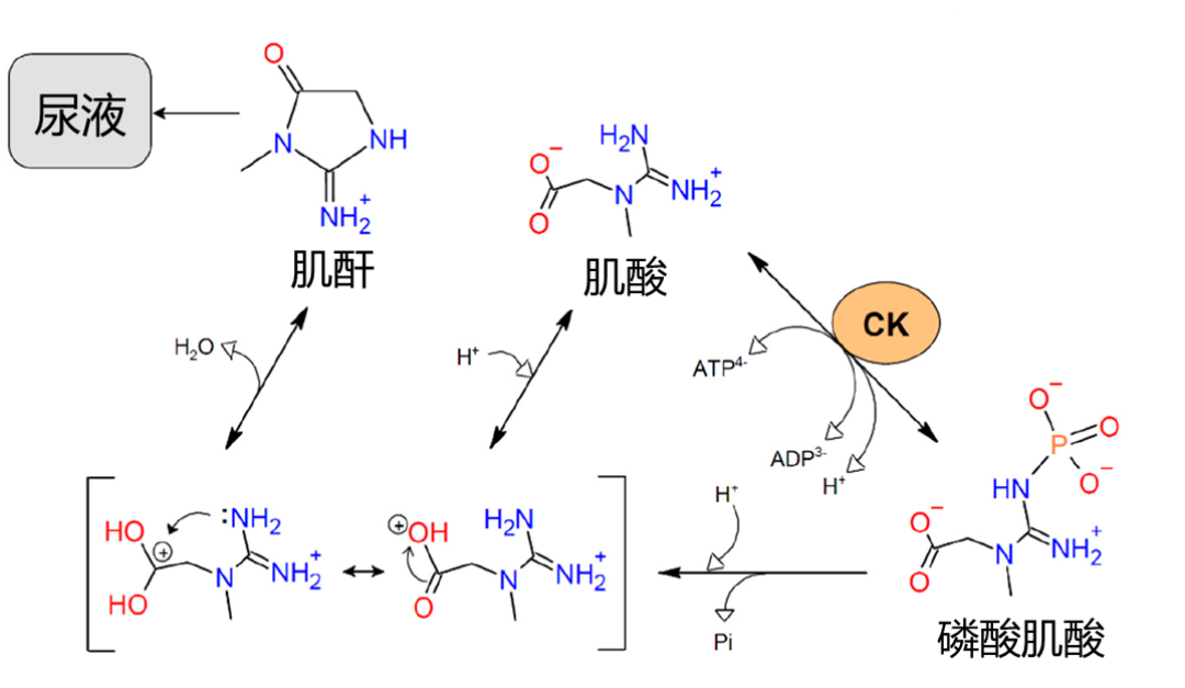 喝肌酸一周，脸先“嘭”了：水是真的，剧本也是真的
