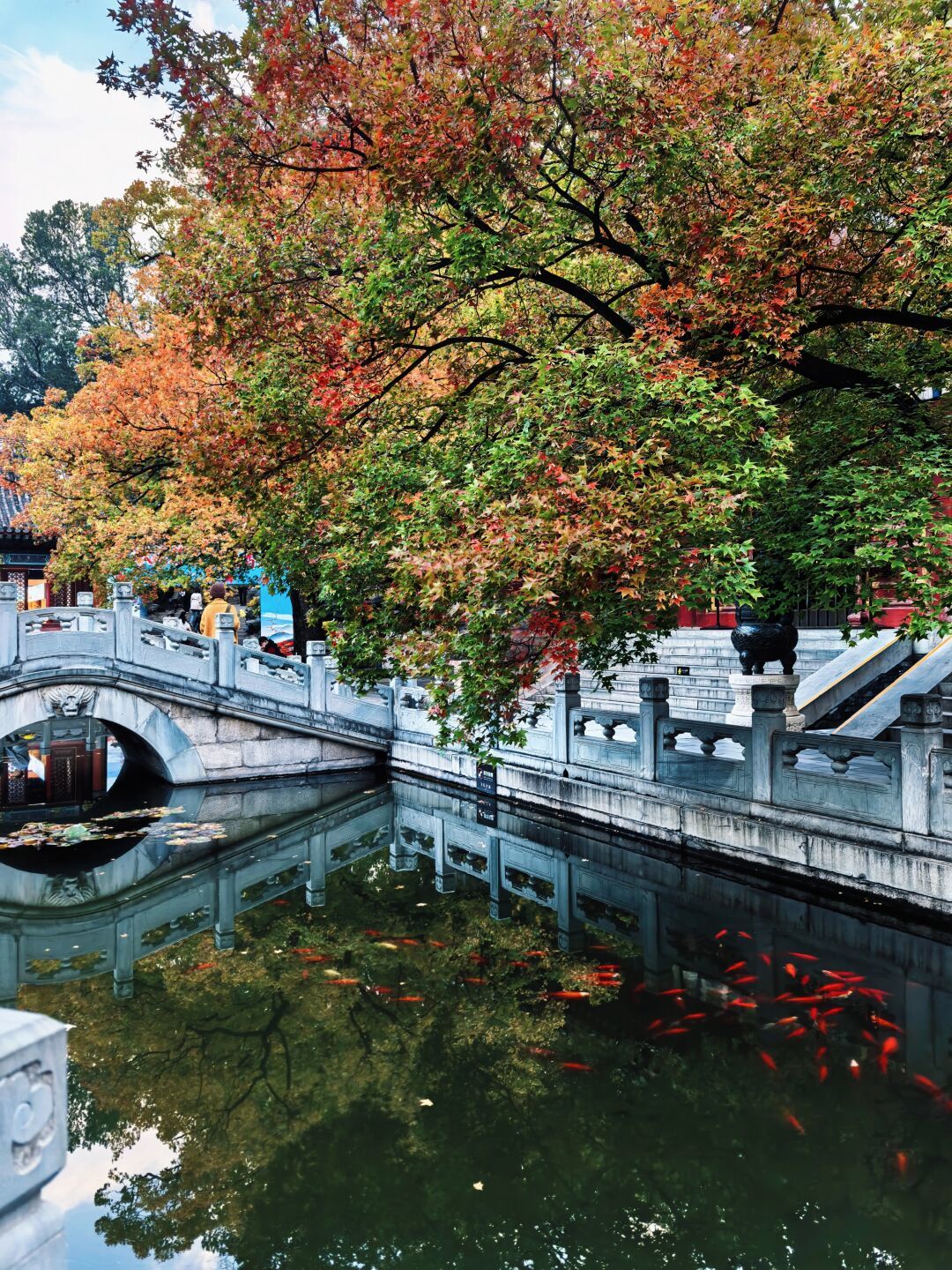 香山红叶节开幕一周,全园只红了两成:红叶不按日历红