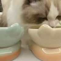 猫低头吃饭这件事，比想象中伤脖子